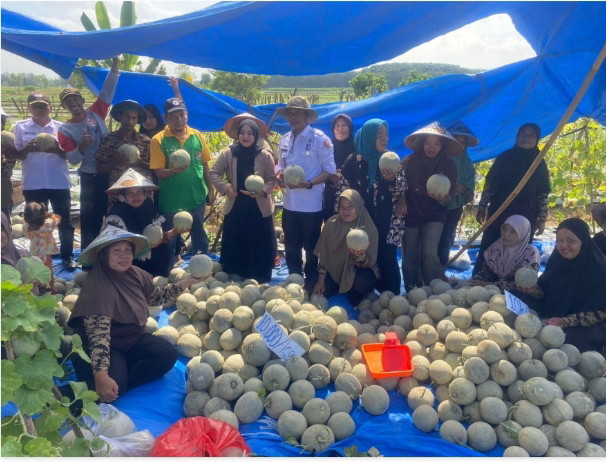 Kebun Melon Milik Ibu- Ibu KWT Tiyuh Margodadi Tingkatkan Perekonomian